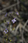 Apalachicola toadflax